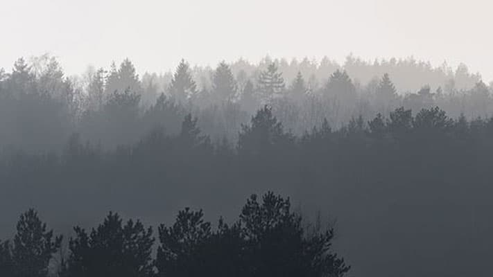 Fog over a forest via Wikimedia Commons