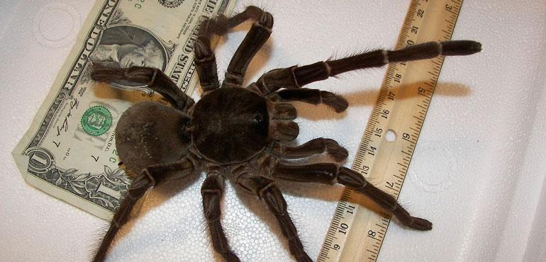 A Goliath Birdeater Spider, with a dollar bill and ruler for size comparison.