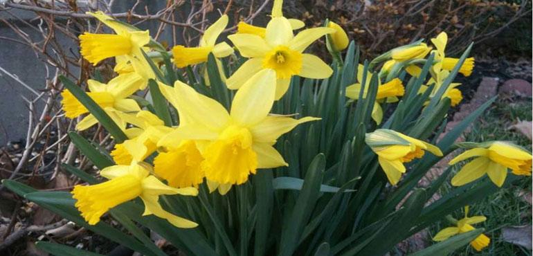 Story image: WeatherBug user Pat S. captures a plant blooming in Columbia, Md., on February 24, 2017.