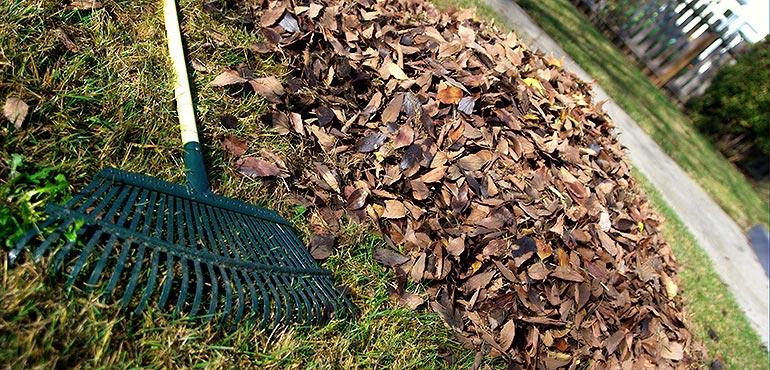 Pile of leaves being raked. David Goehring via Wikimedia Commons