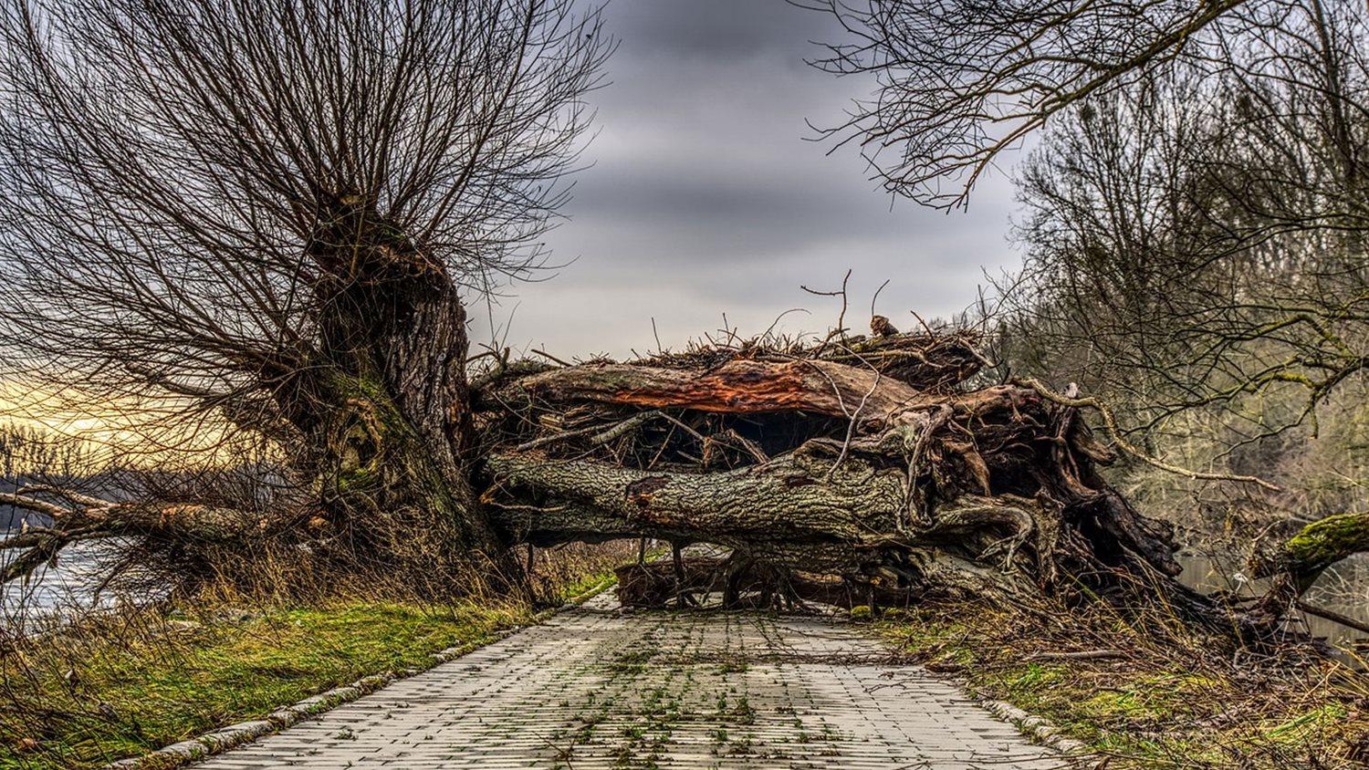 Tree Damage via Pixabay