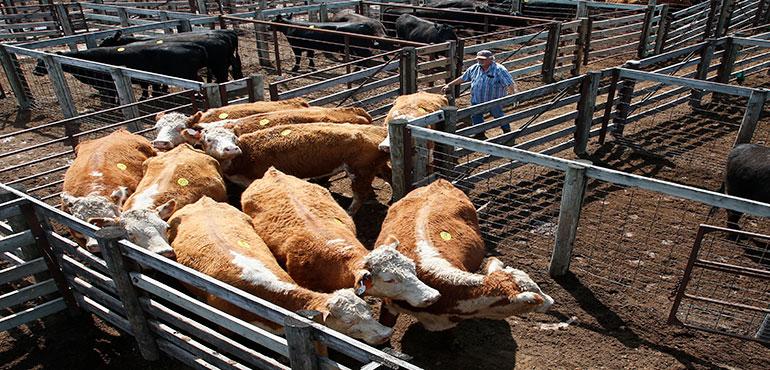 Cattle are herded into a sale arena at the Oklahoma National Stockyards in Oklahoma City, Tuesday, April 24, 2018. Ranchers in the Southwest are already running short on food for their cattle as range conditions have deteriorated and warm-season grasses have yet to start growing due to drought. Some ranchers are searching for available pastures and others are considering downsizing their herds. (AP Photo/Sue Ogrocki)