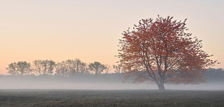 A tree in a field with red leaves with a blanket of fog. (Image by Felix Wolf from Pixabay)