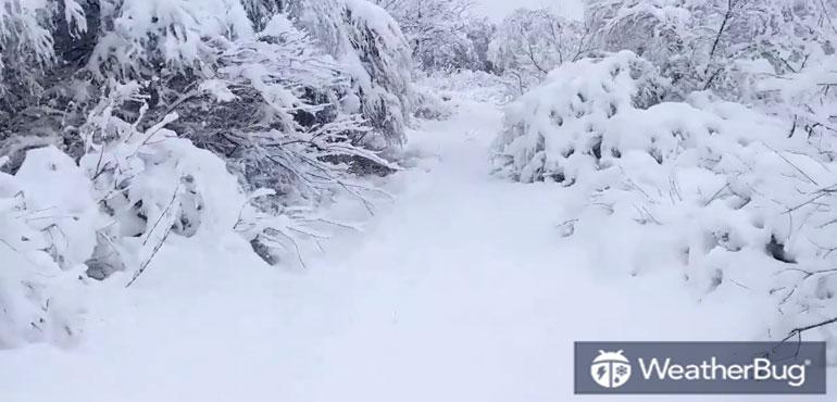 This footage, shared by Hector Rivera, shows trees and shrubs coated in white as fresh snow continues to fall.