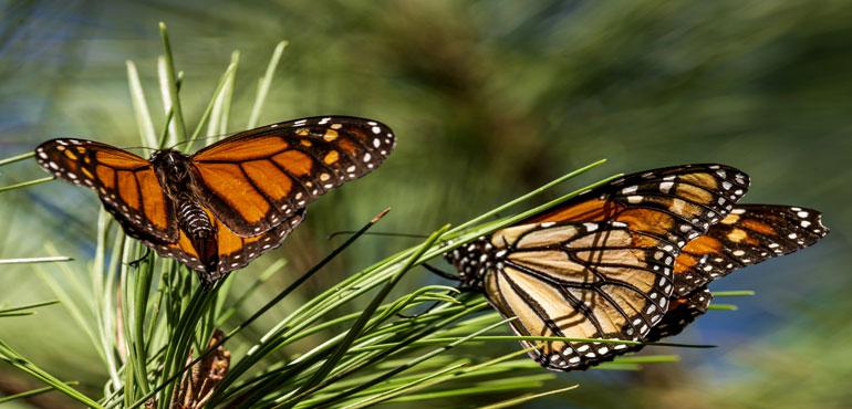 Monarch butterflies land on branches at Monarch Grove Sanctuary in Pacific Grove, Calif., on Nov. 10, 2021. (Nic Coury/AP Photos)