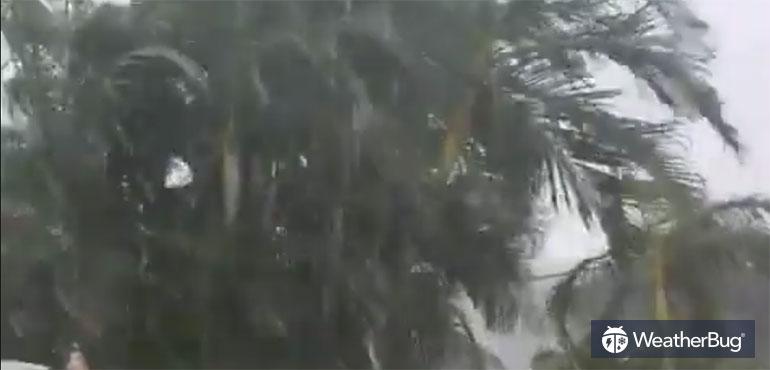 Hail, wind and rain batter Florida backyard.