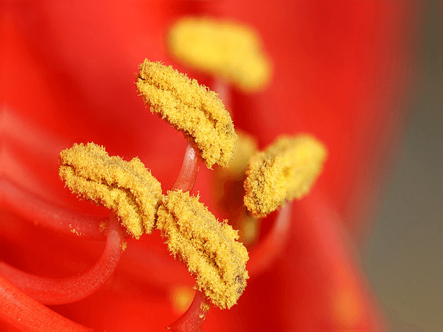 Zoomed-in picture of pollen