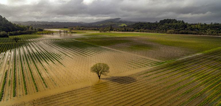 Jackson Family vineyards are submerged in the Russian River near Trenton Road and River Road after flooding from the latest round of storms in Sonoma County, Calif., on Feb. 19, 2024. California's current rainy season got off to a slow start but has rebounded with recent storms that have covered mountains in snow and unleashed downpours, flooding and mudslides. The water content of the the vital Sierra Nevada snowpack has topped 80% of normal to date while downtown Los Angeles has already received more than an entire year's average annual rainfall. (Chad Surmick/The Press Democrat via AP)