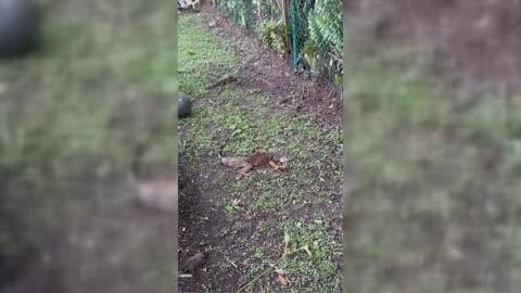 Florida Freeze Paralyzes Iguana