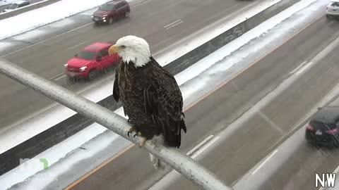 Eagle Enjoys Winter Weather in Minneapolis