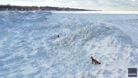 Foxes Running Across IceCovered Lake Michigan