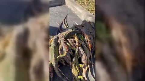 Man Makes Blanket of Cold Stunned Iguanas