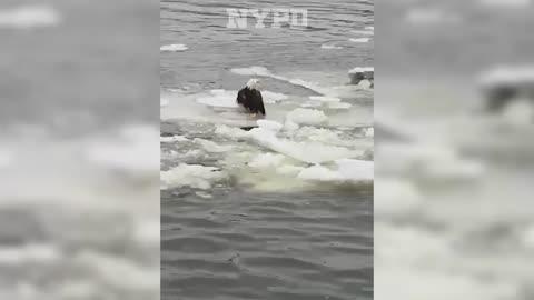 Cops Rescue Injured Bald Eagle River Ice