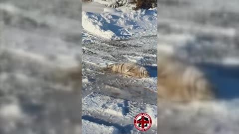 Marine Wildlife Crews Rescue Seal