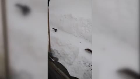 Squirrels Enjoy Free Breakfast Left in Snow
