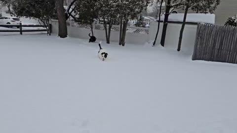 Dog Bounds Through Fresh Snow in New Jersey