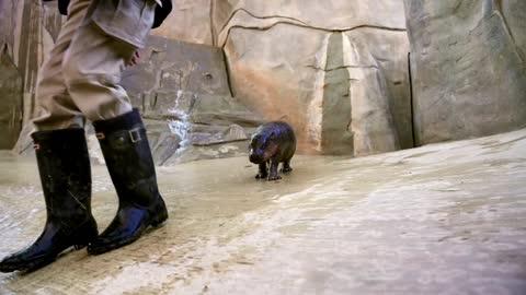 New Pygmy Hippo Sensation Named Jellybean