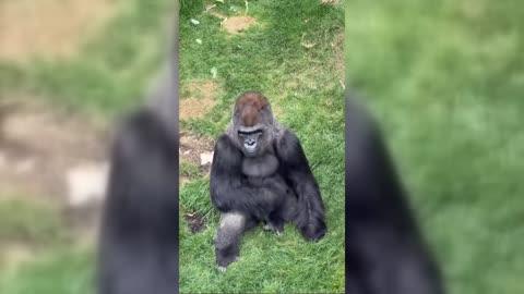 Gorillas Uninterested in Primate Plushie