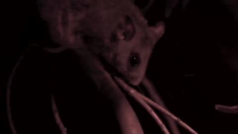 Mountain Pygmy Possums Born at Sanctuary