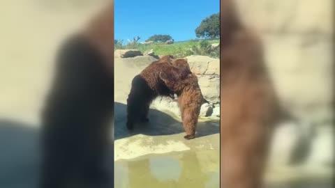 Bears Waltz Out of Winter Torpor