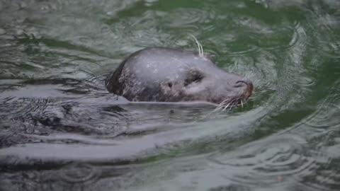 Blind Harbor Seal Named Onion Finds New Home