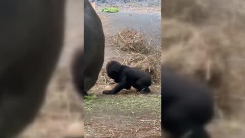 Apes Enjoy Easter Egg Hunt at Zoo Knoxville