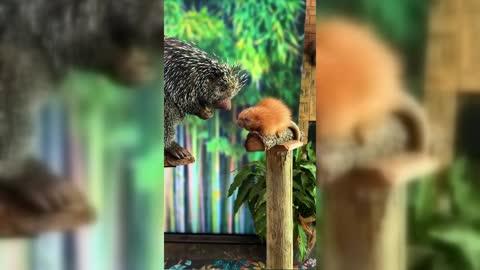 Sleepiest Porcupette Gives Camera A Yawn