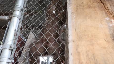 Orphaned Bear Cubs Reach Major Milestone
