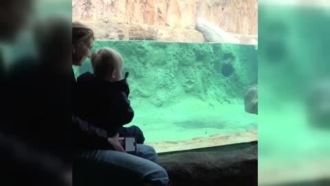 Hippopotamus Meets With Young Visitor