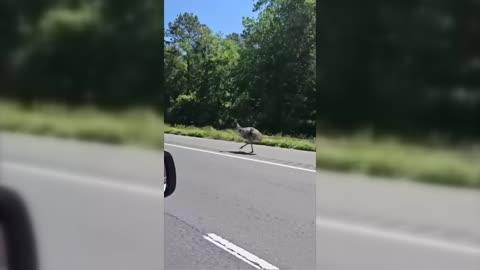 Escaped Emu Leads Police on Chase
