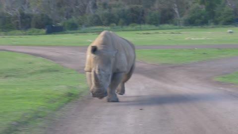 Rhino Meets New Roommates at Australian Zoo