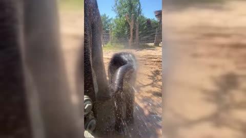 Baby Elephant Plays in Sprinkler