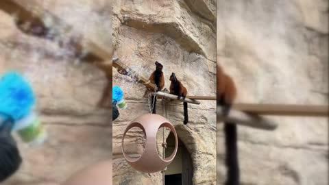 Adorable Zoo Animals React to Bubbles