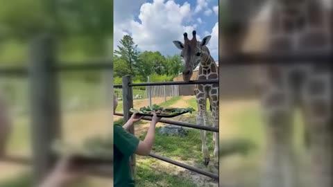Giraffe Named Big Mac Gets a Vegetarian Big Mac as Birthday Meal