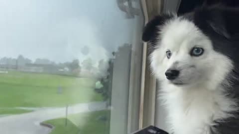 Dog Stays Dry Inside as MonsoonLike Rains Hit West Kentucky