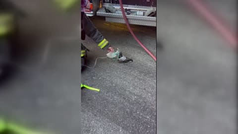 Firefighters Give Oxygen to Pigeon After Smoke Inhalation From Vehicle Fire
