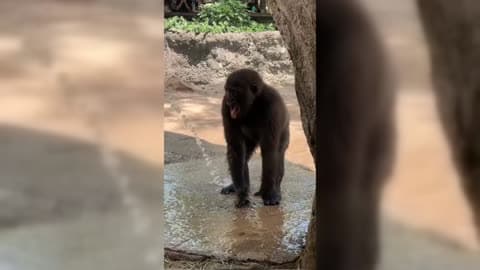 Baby Gorilla Enjoys HoseDown to Beat Scorching 108F Heat at Fort Worth Zoo