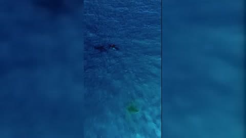 Birth of Humpback Whale Captured in Exceptionally Rare Footage
