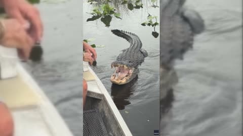 Confident Tour Guide Makes Sure Clients Get Perfect Gator Shots