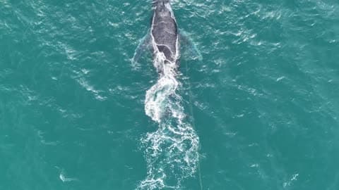 Marine Rescuers Free Whales Entangled in Fishing Equipment