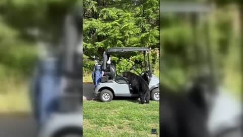 Bear Inadvertently Steals Wallets in Quest for Ham and Croissant