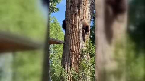 Officers Safely Remove Bear From Denver Front Yard