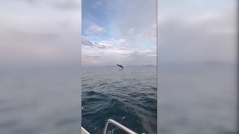 Amazing Moment Whale Breaches Off Irelands West Coast