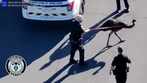 Runaway Petting Zoo Emu Captured by Police