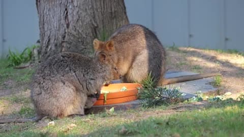 Zoo Celebrates Birth of Adorable Quokka Joey