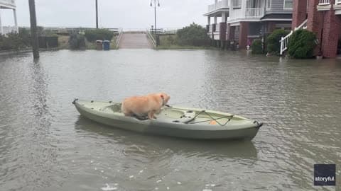 Dog Floats Through Jersey Shore Floodwaters on Kayak During Noreaster