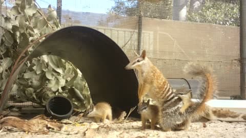 Perth Zoo Gives First Look at Near Threatened Numbat Joeys