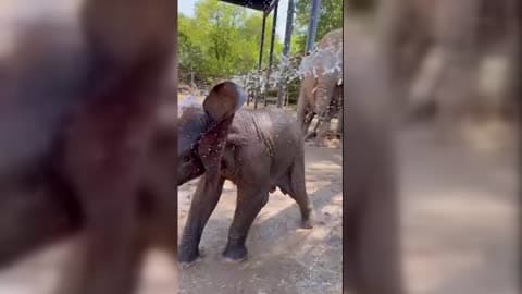 Baby Elephant Gets Giddy When Sprayed With Water on Hot Day