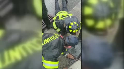Firefighters Rescue Hawk Stuck in Storm Drain