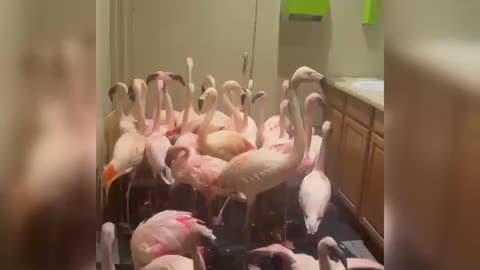 Flamingos Take Shelter in Zoo Bathroom During Hurricane Isaias